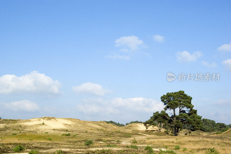 荷兰景观:沙丘(Wekeromse Zand)和松树